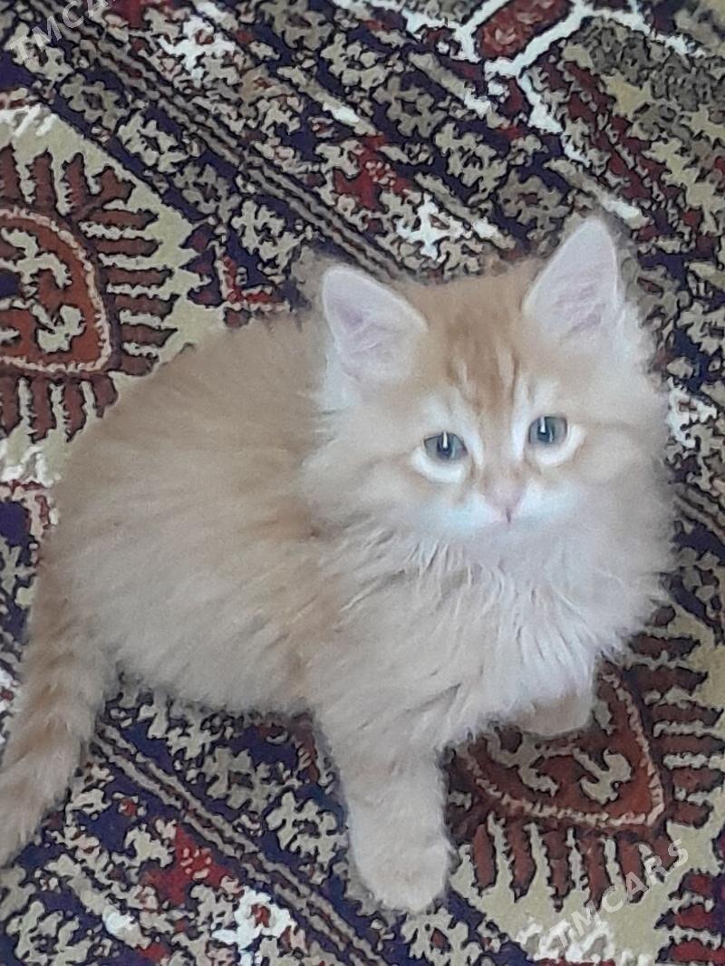 Piśijek - 30 mkr - img 2