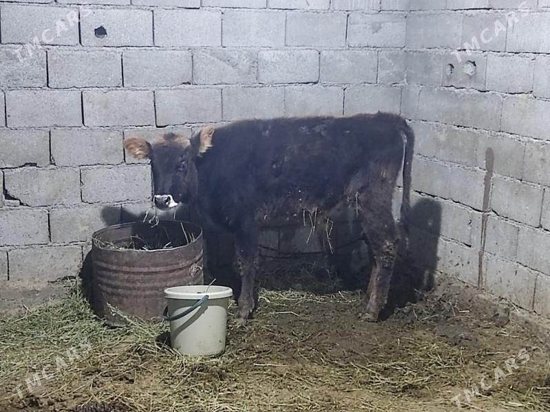 2 okuz 2 tuwe - Gökdepe - img 2