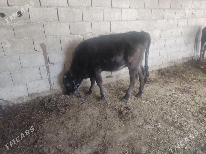 2 okuz 2 tuwe - Gökdepe - img 9