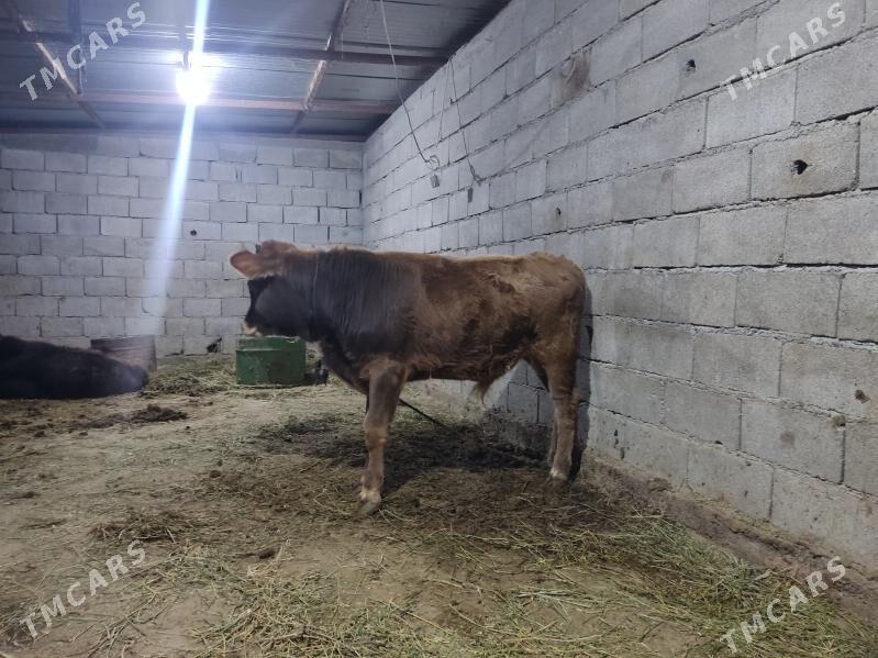 2 okuz 2 tuwe - Gökdepe - img 4