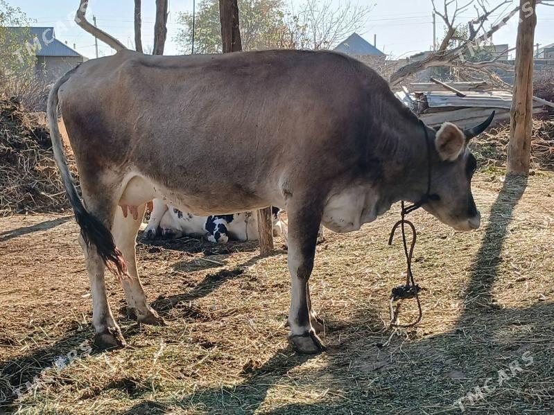 GOLELI SYGYR - Bäherden - img 2