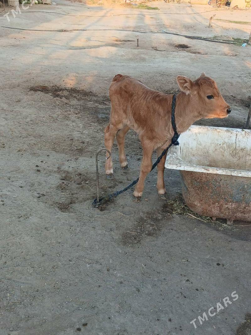 GOLELI SYGYR - Bäherden - img 5