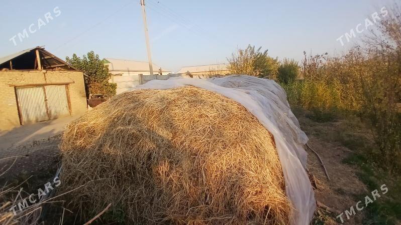 YORUNJA - Сакарчага - img 3