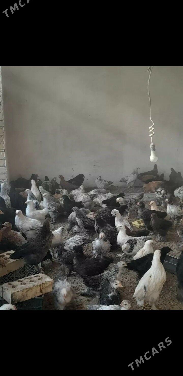 balakly juje - Сакарчага - img 2