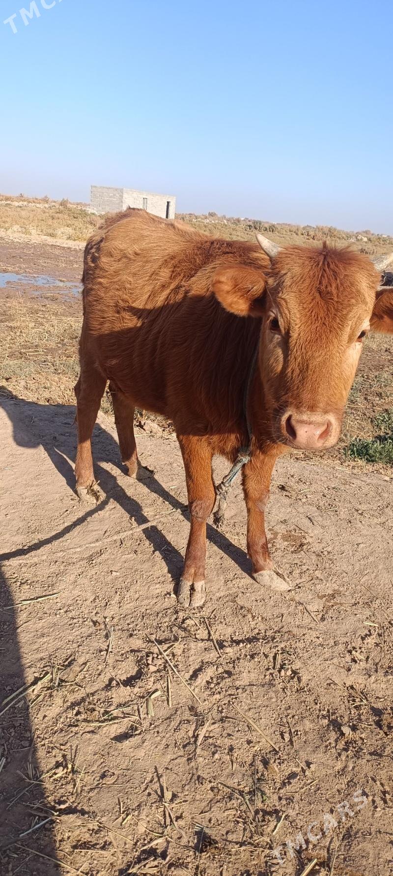 tüwe - Tejen - img 2