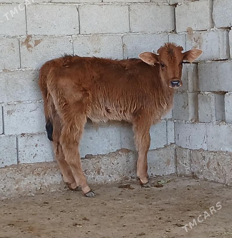 okuz - Херрикгала - img 2