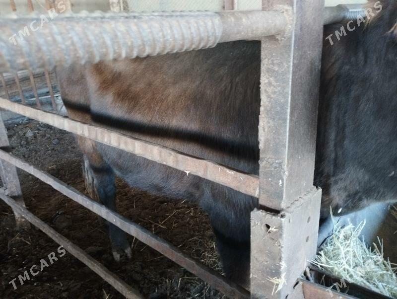 Goleli sygyr - Мургап - img 6