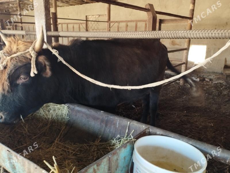 Goleli sygyr - Мургап - img 5