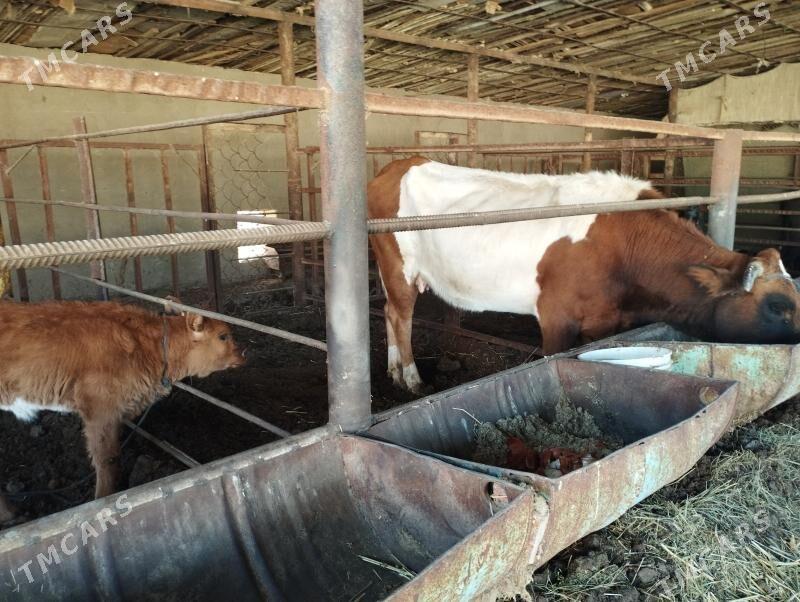 Goleli sygyr - Мургап - img 2