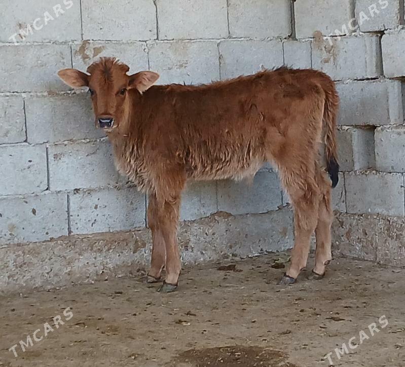 okuz - Херрикгала - img 1