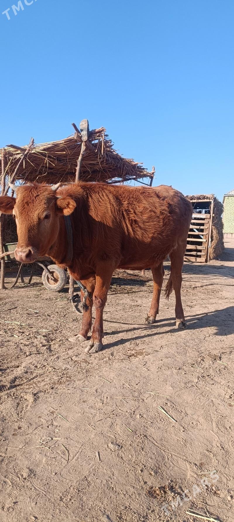 tüwe - Tejen - img 4