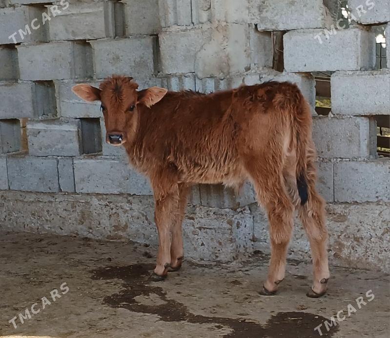 okuz - Херрикгала - img 3