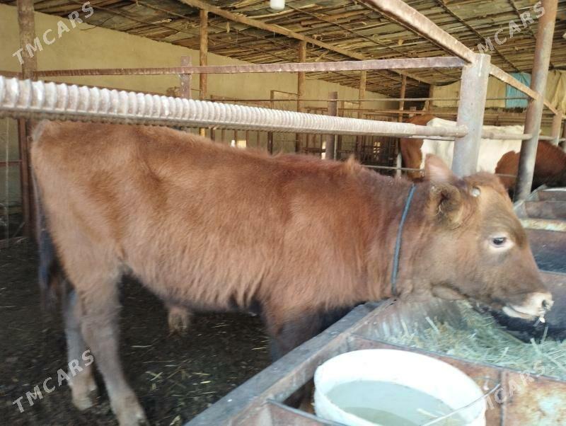 Goleli sygyr - Мургап - img 3