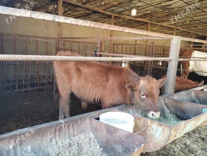 Goleli sygyr - Мургап - img 4