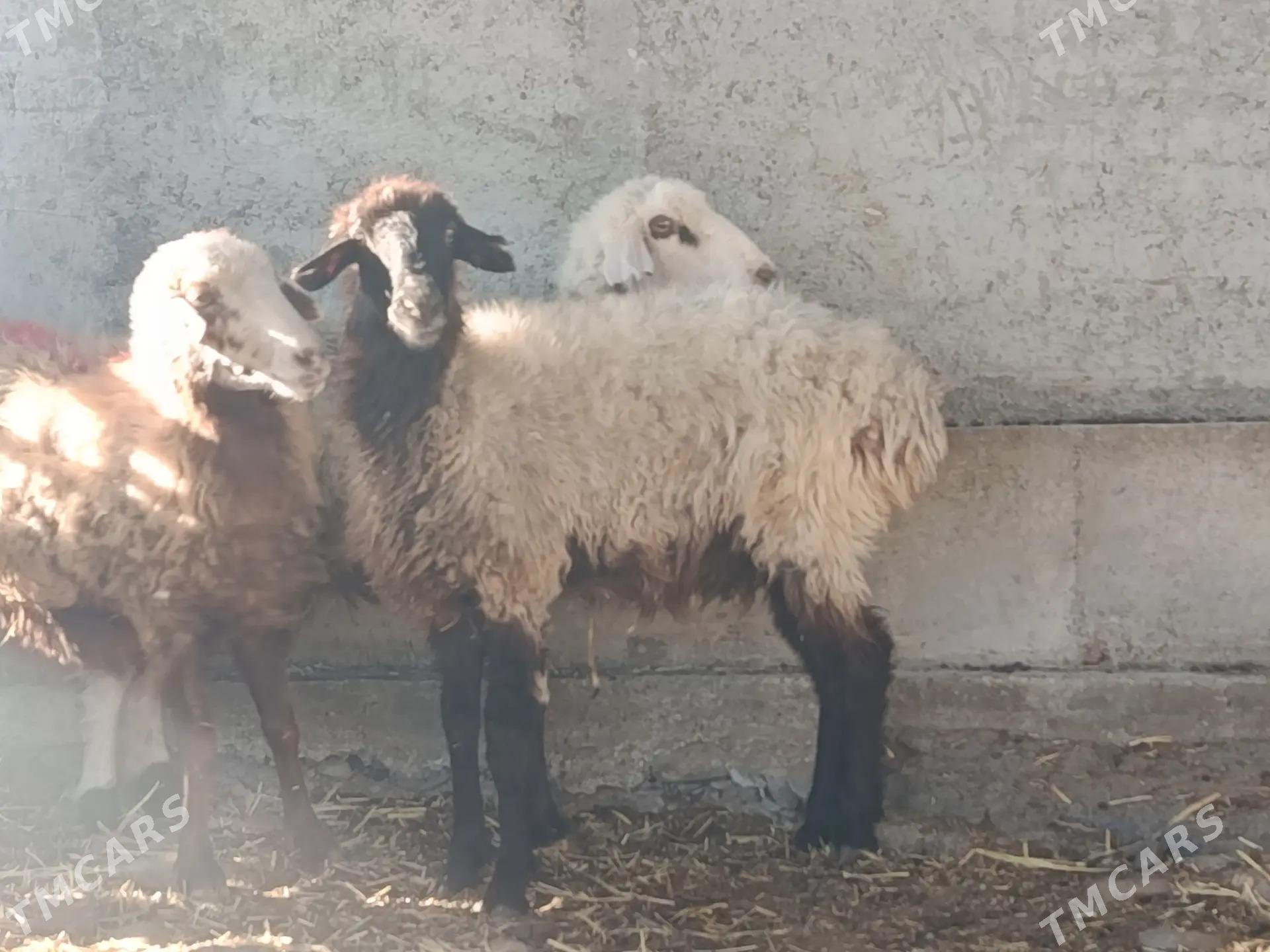 goyun - Garadamak - img 3