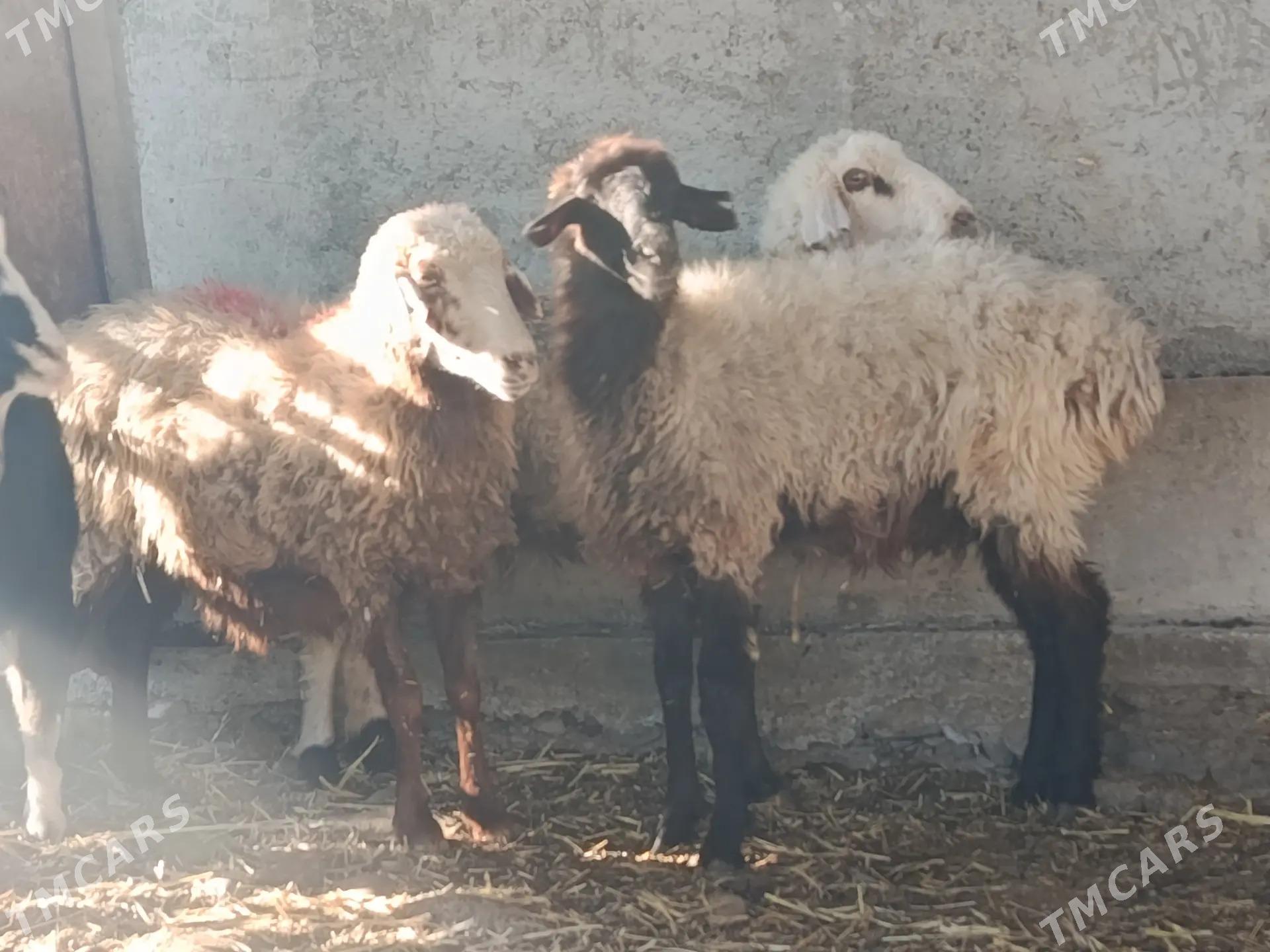 goyun - Garadamak - img 2