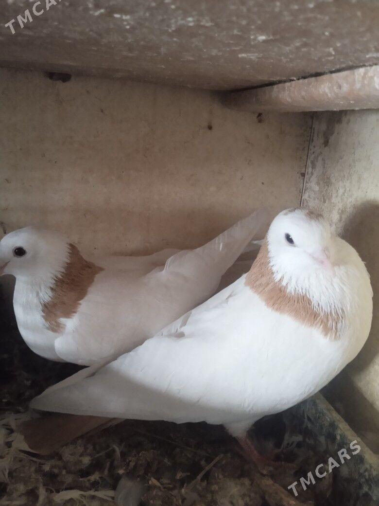 Kepderi - Ашхабад - img 6