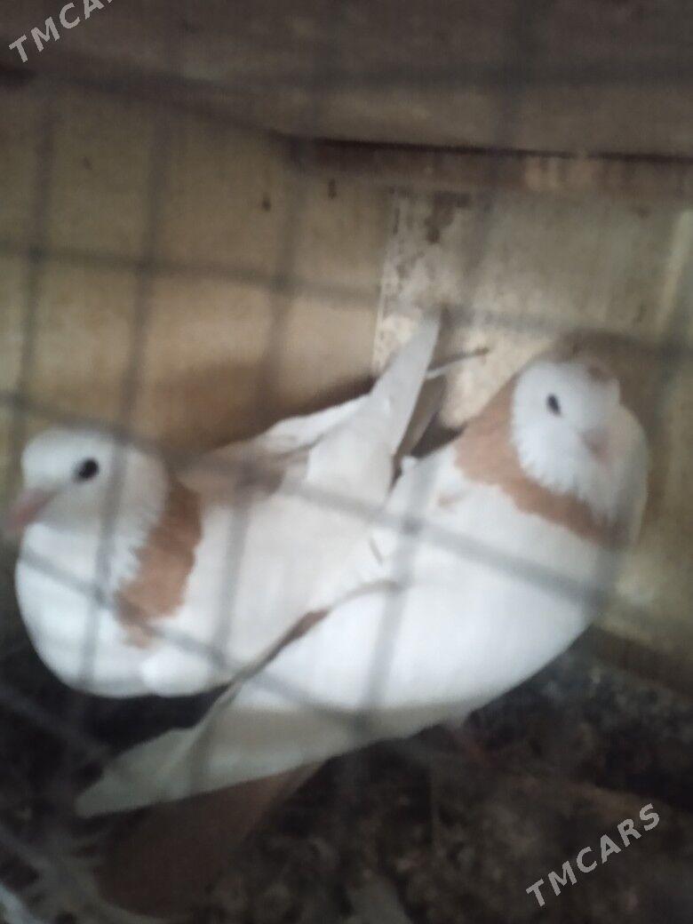 Kepderi - Ашхабад - img 8