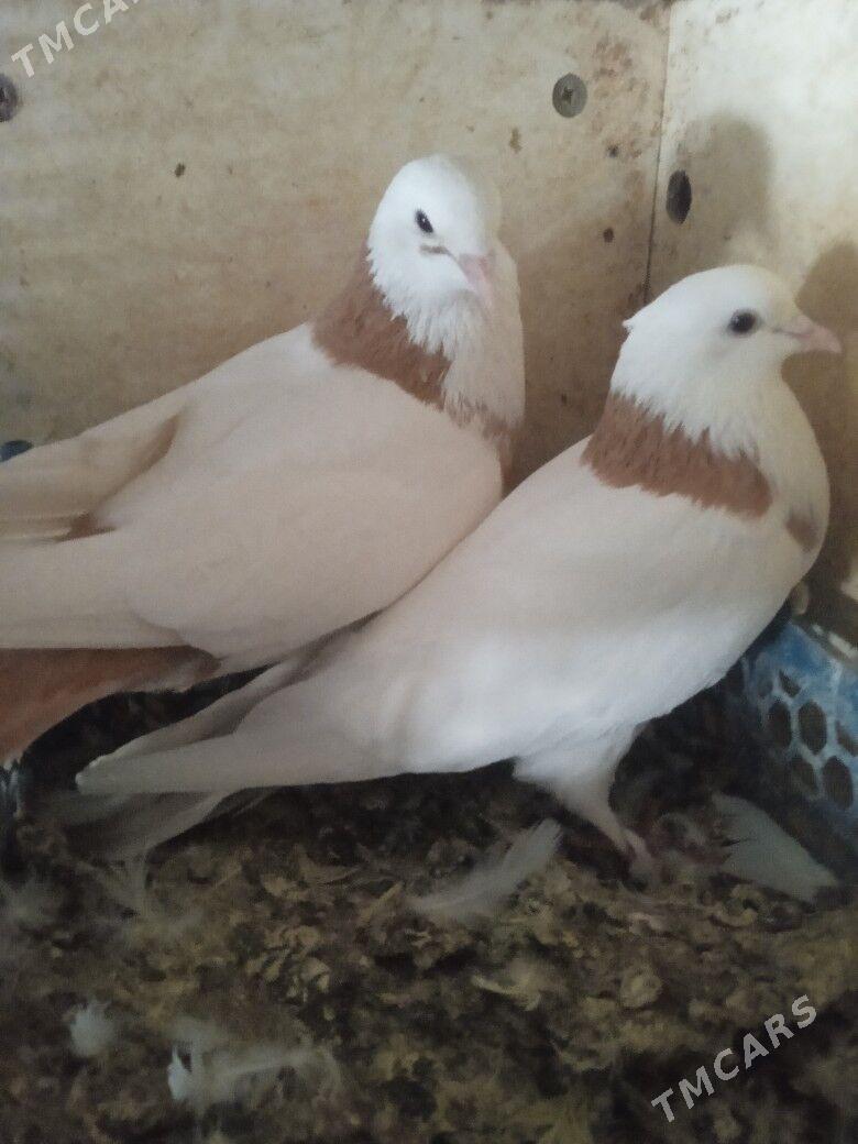 Kepderi - Ашхабад - img 2