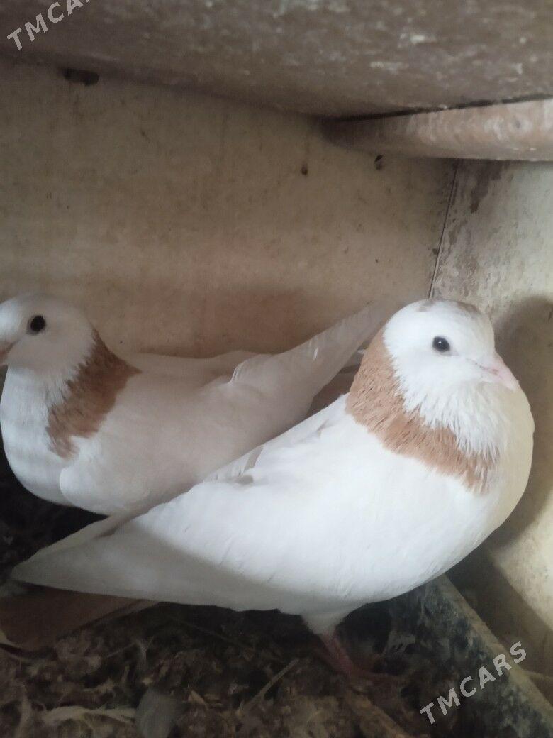 Kepderi - Ашхабад - img 7