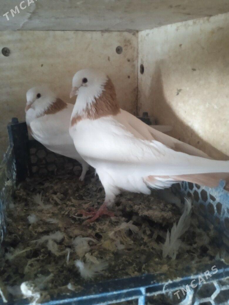 Kepderi - Ашхабад - img 4