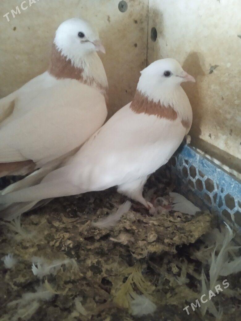 Kepderi - Ашхабад - img 3