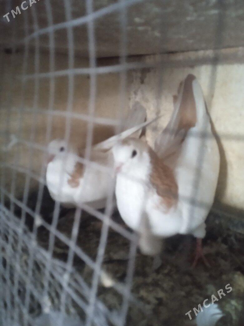 Kepderi - Ашхабад - img 9