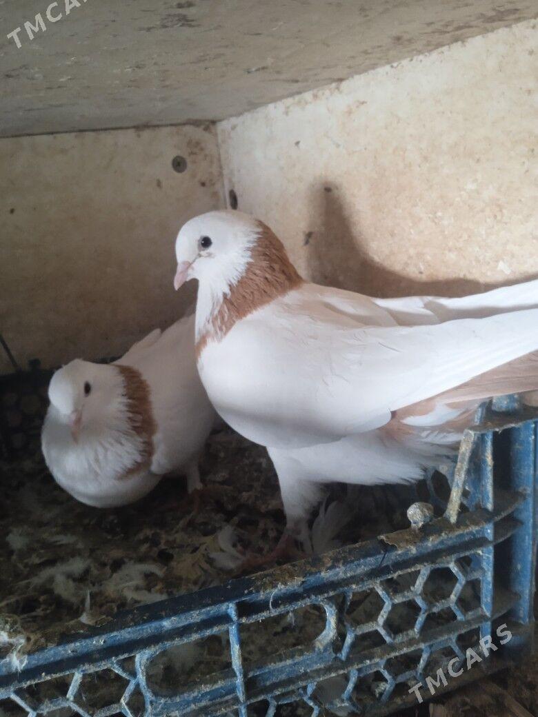 Kepderi - Ашхабад - img 5