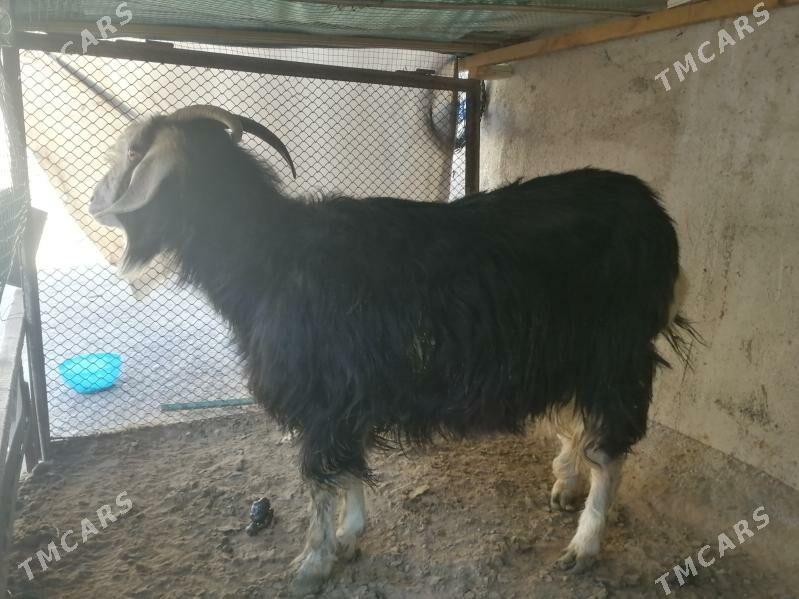 gysyr geci - Köşi - img 1