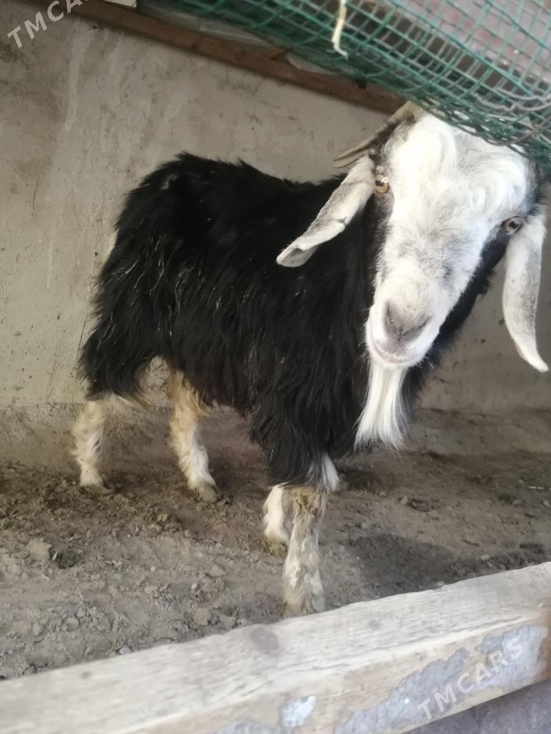 gysyr geci - Köşi - img 2