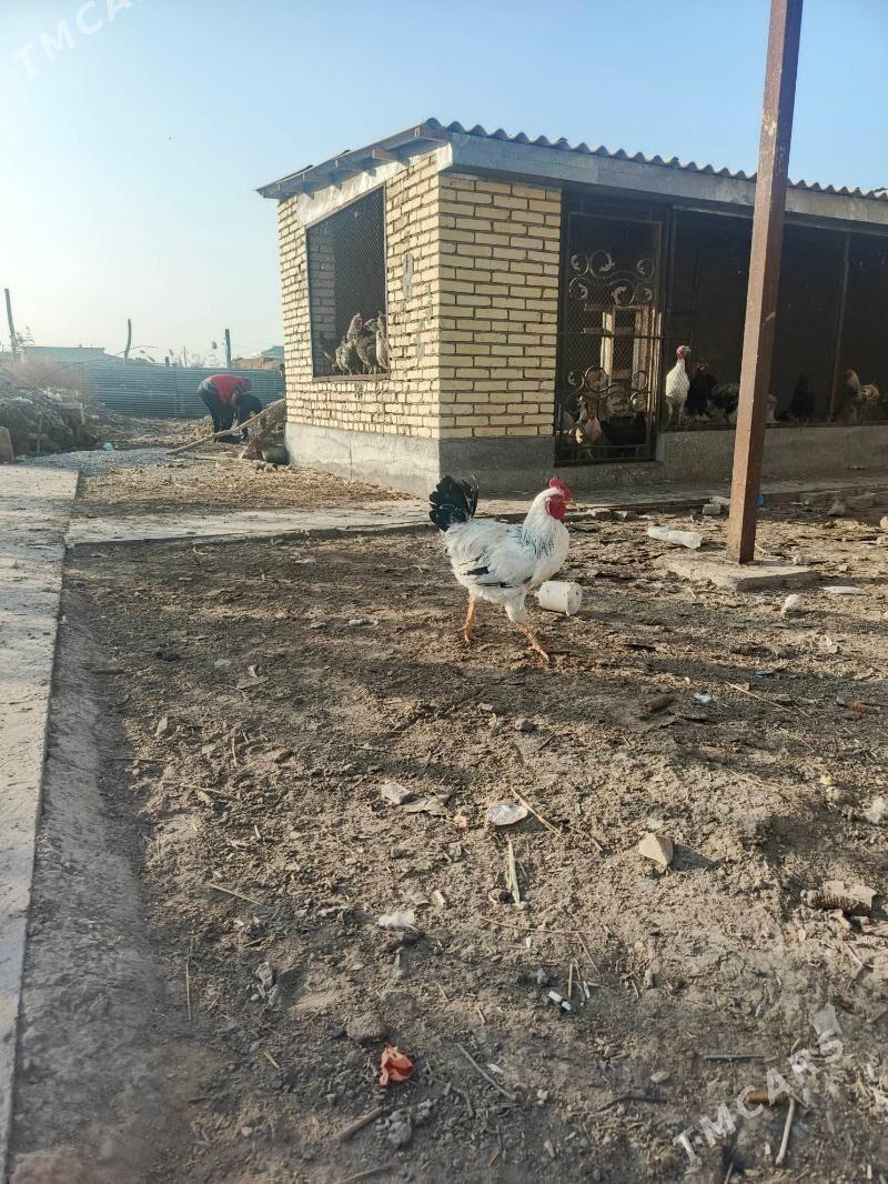 horaz - Туркменабат - img 3