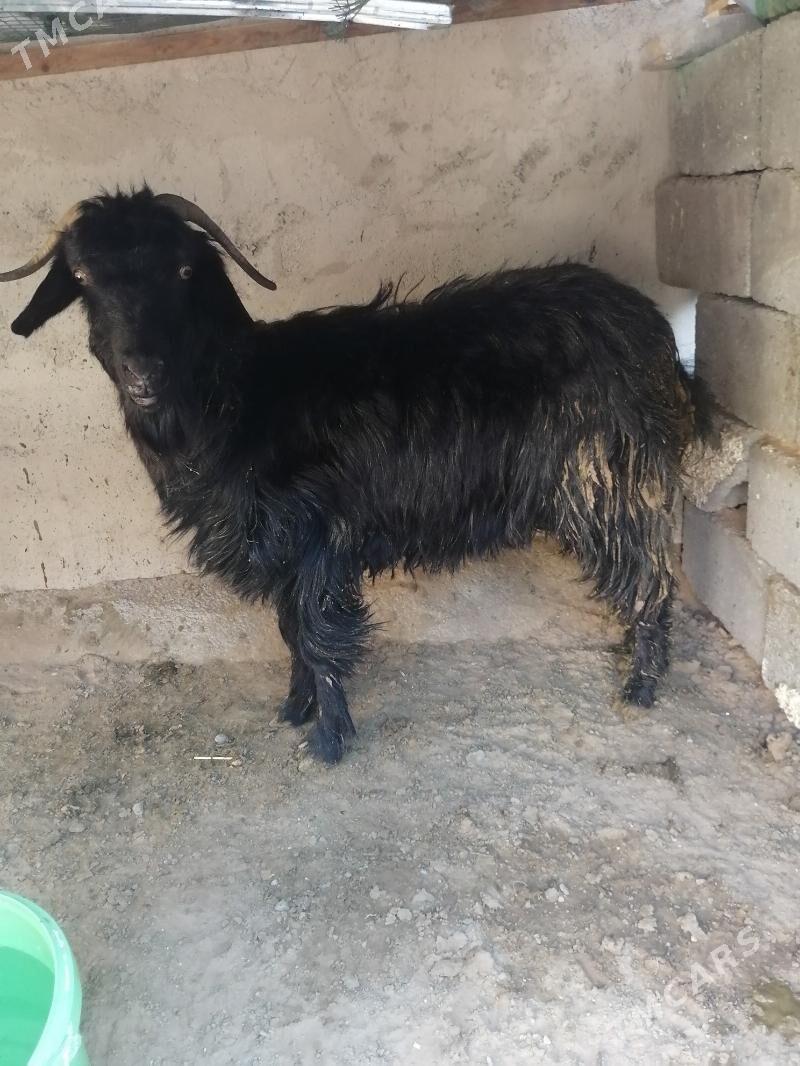 gysyr geci - Köşi - img 3