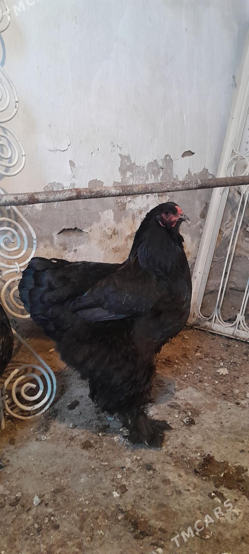 brama maki towuk - Bagyr - img 7