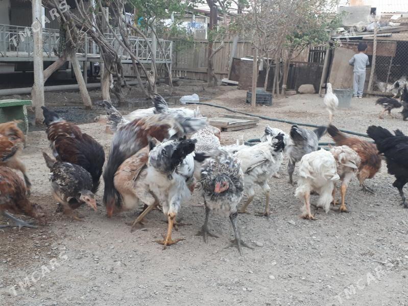 jüýje - Гумдаг - img 2