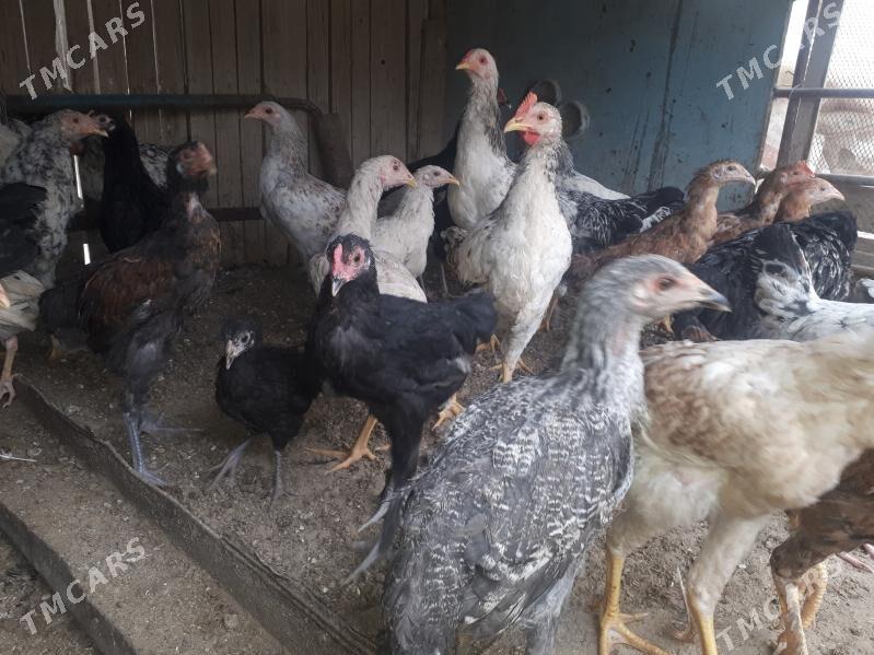 jüýje - Гумдаг - img 1