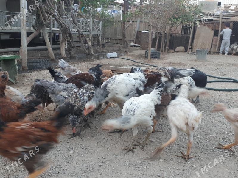 jüýje - Гумдаг - img 3