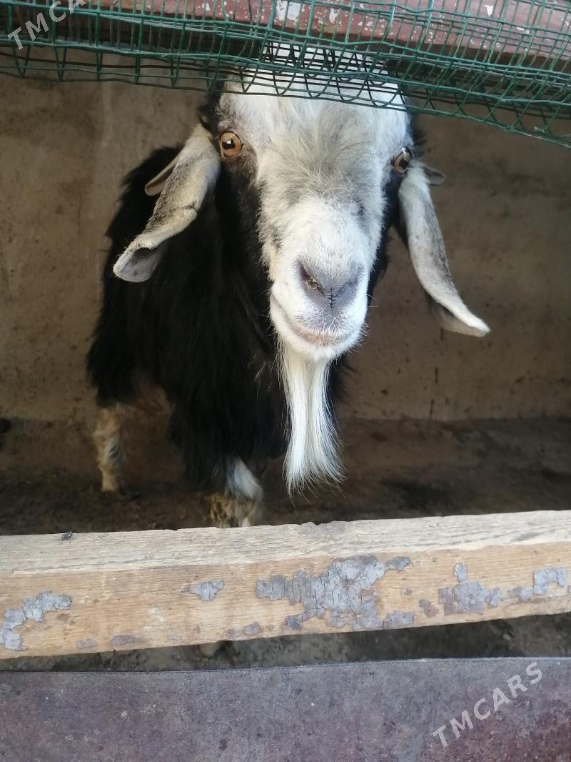 gysyr geci - Köşi - img 5