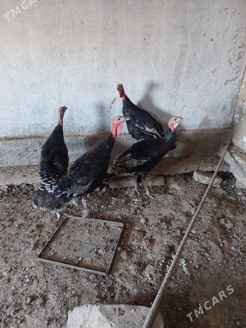 İNDUK HORAZAR - Теджен - img 3