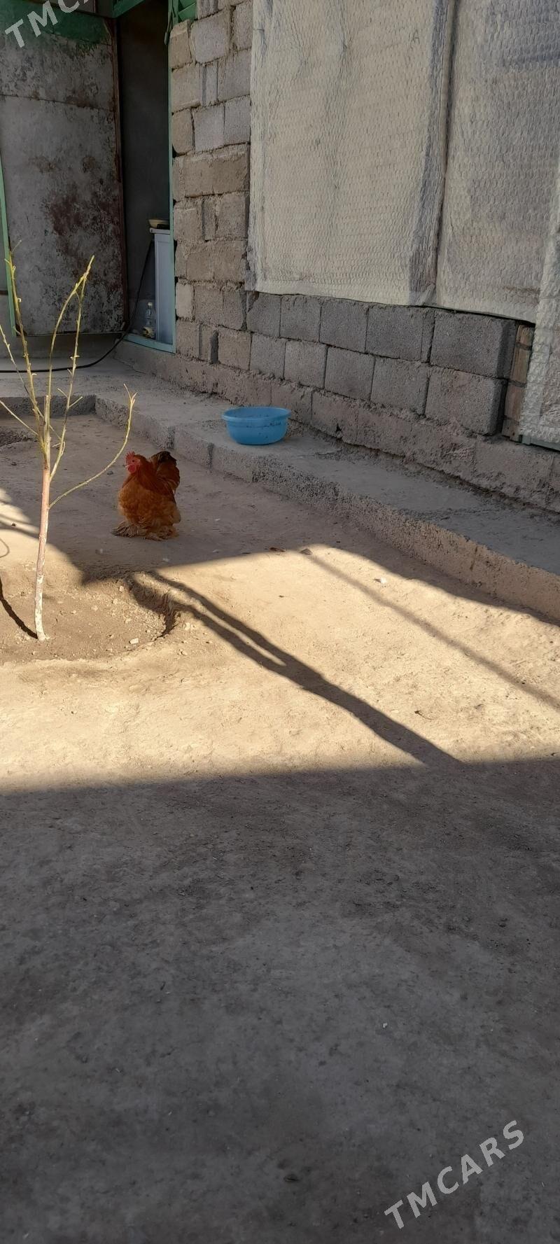 kohin horaz - Aşgabat - img 2