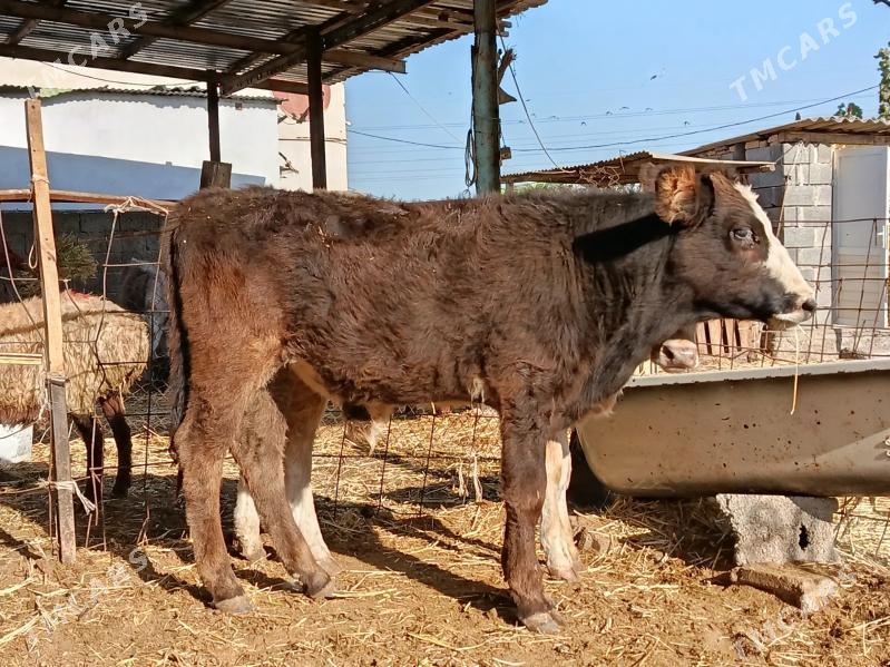 tohum okuz - Гарадамак - img 2