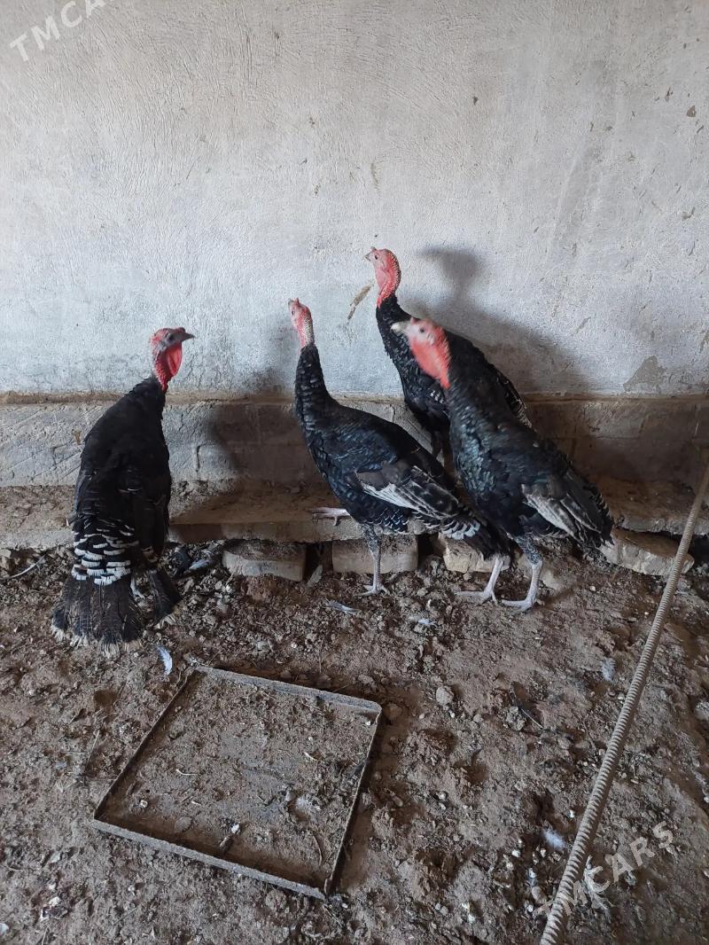 İNDUK HORAZAR - Теджен - img 2