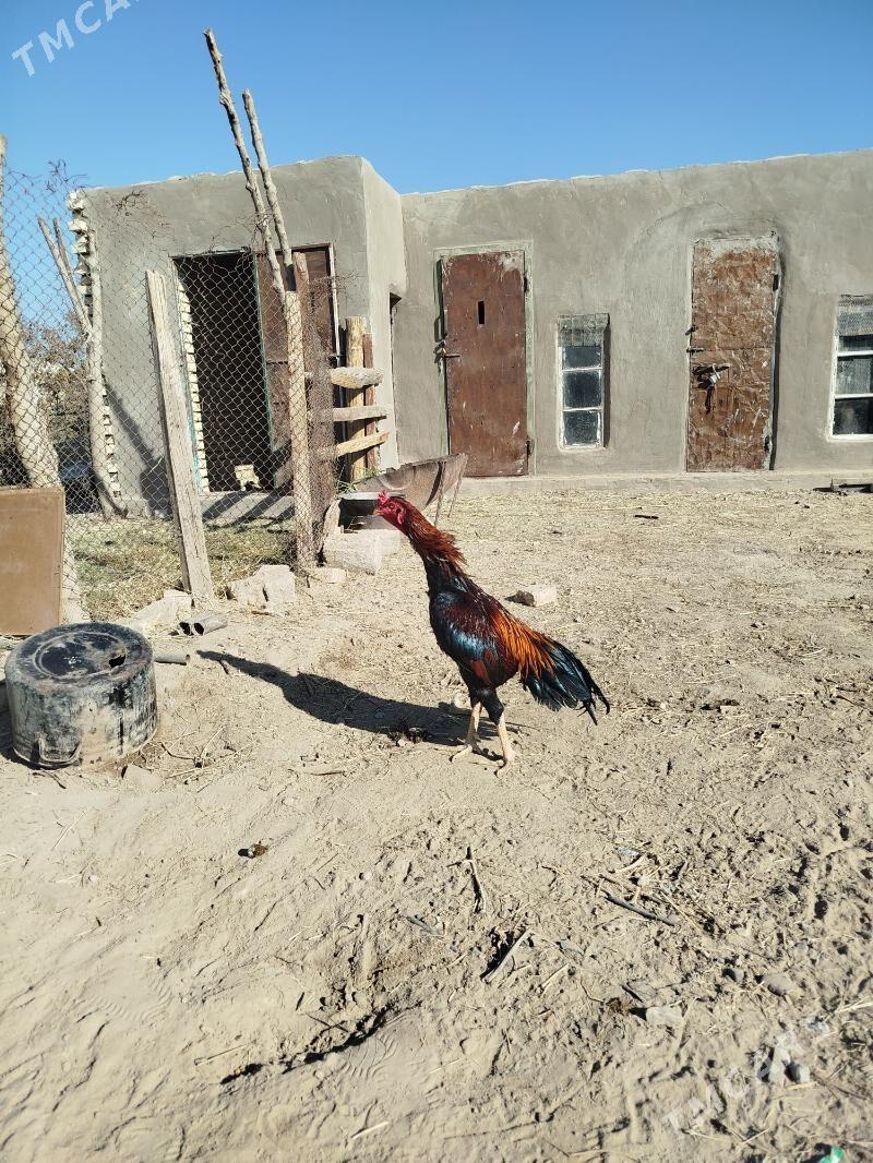 хороз маки - Мары - img 1