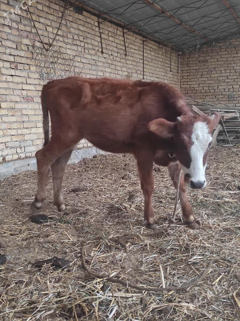 unajyn - Çärjew - img 4