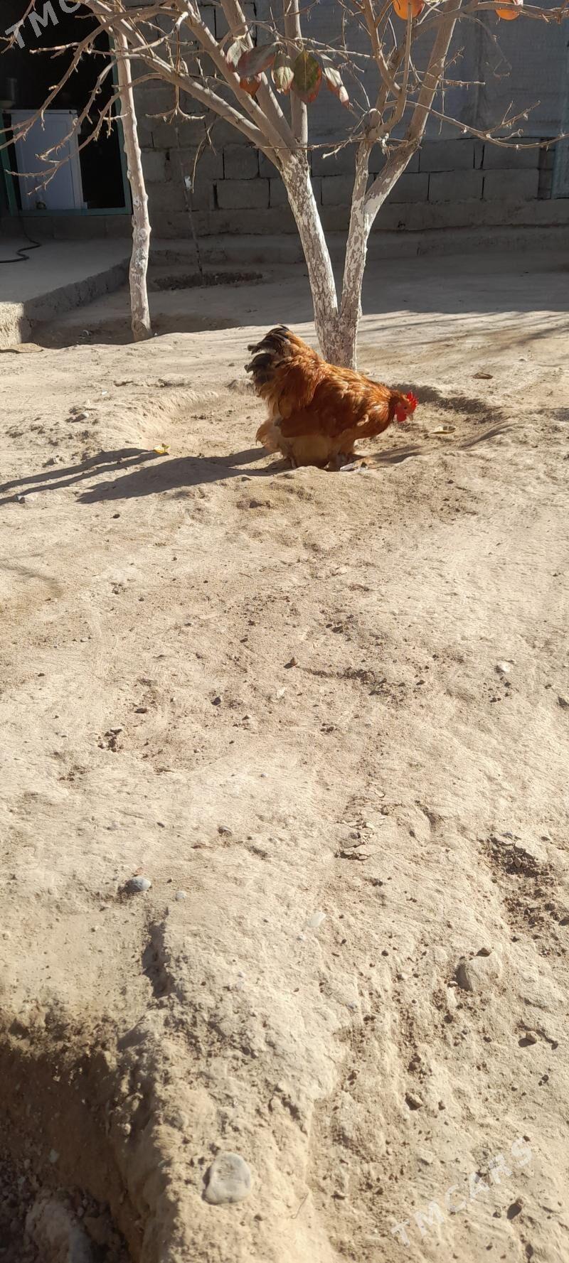 kohin horaz - Aşgabat - img 3