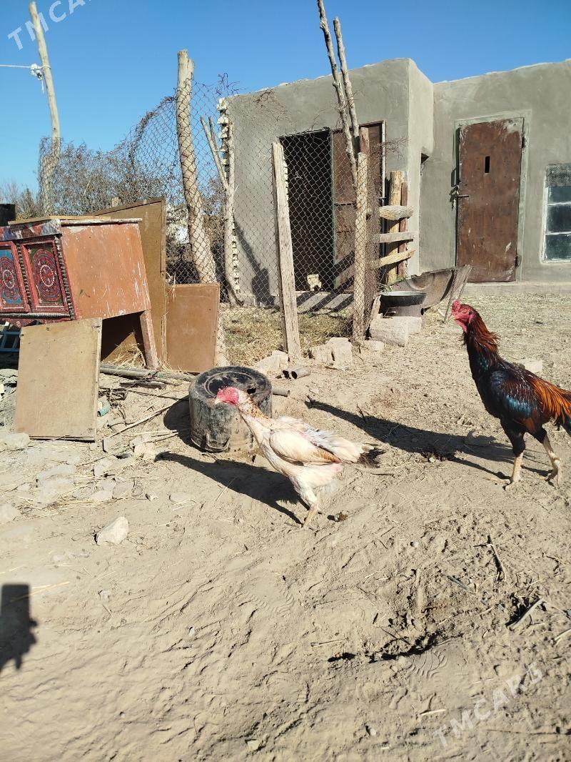 хороз маки - Мары - img 2