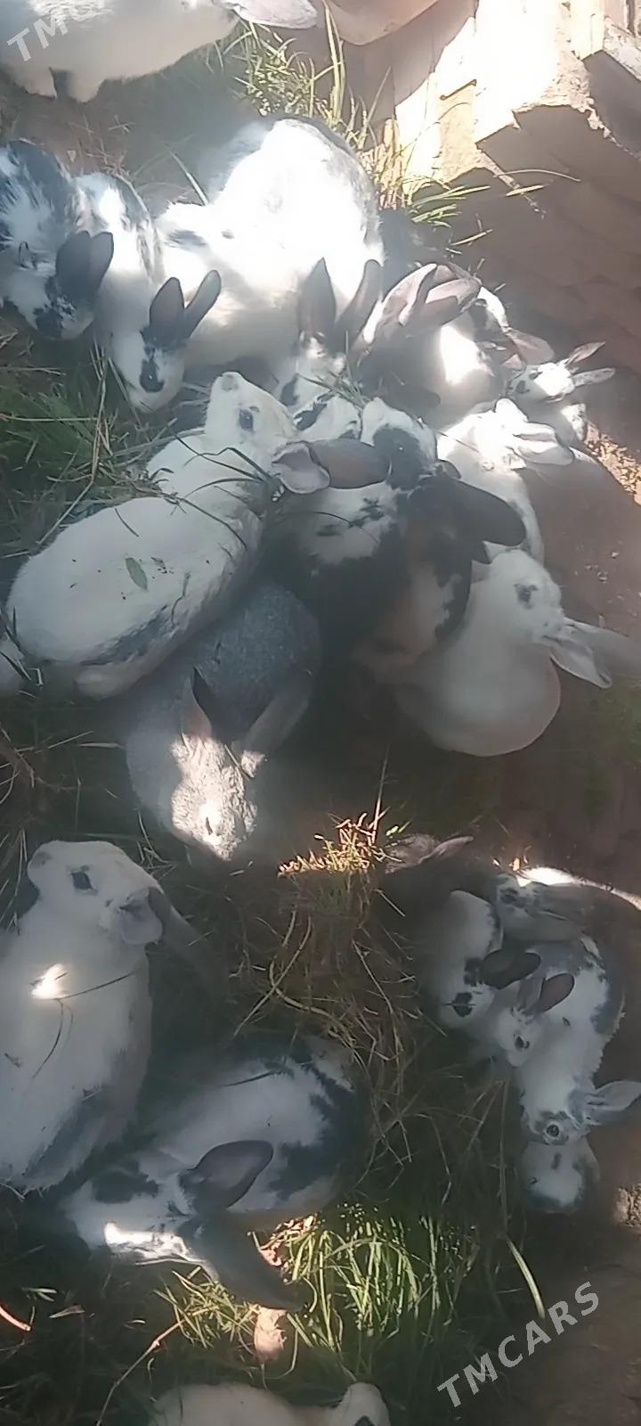 Satlyk Towşan - Saýat - img 5