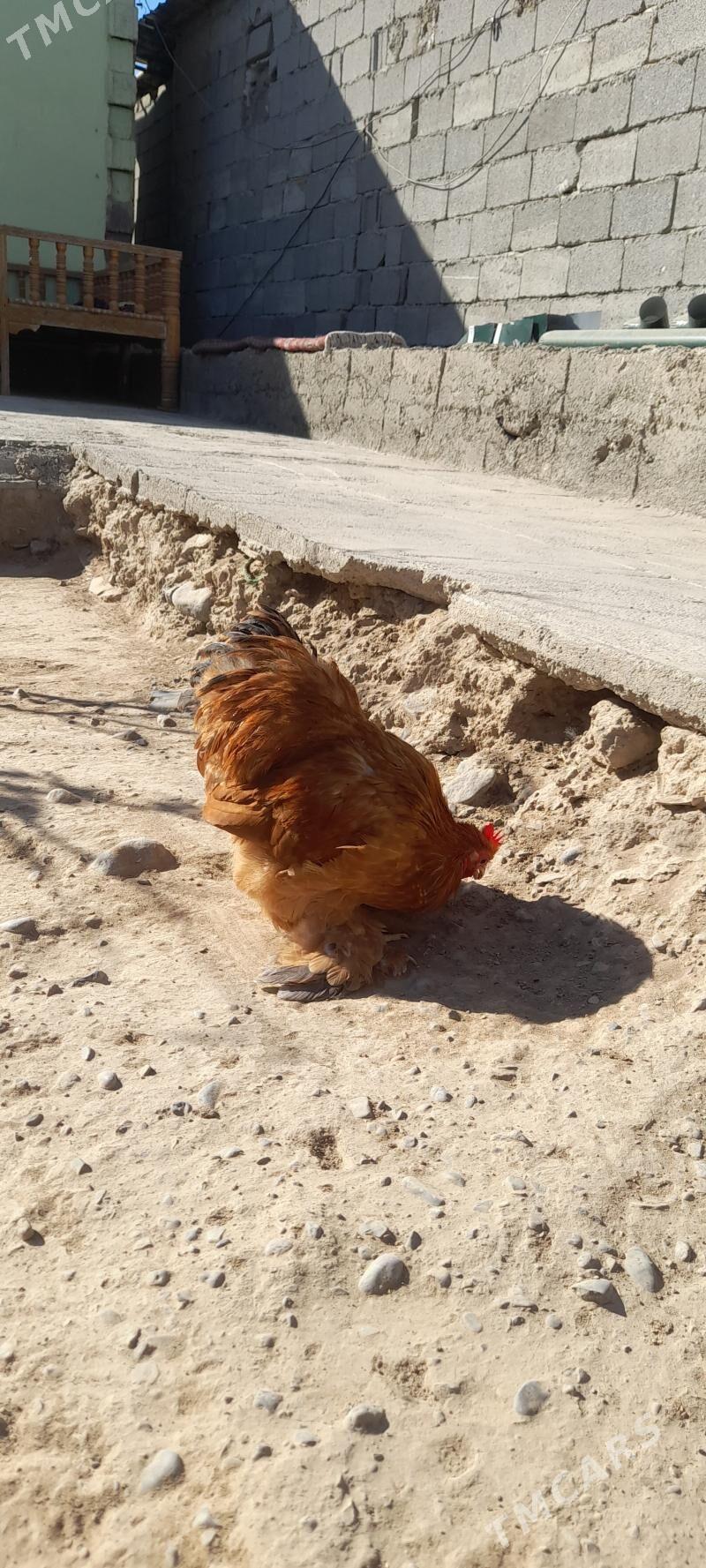 kohin horaz - Aşgabat - img 5