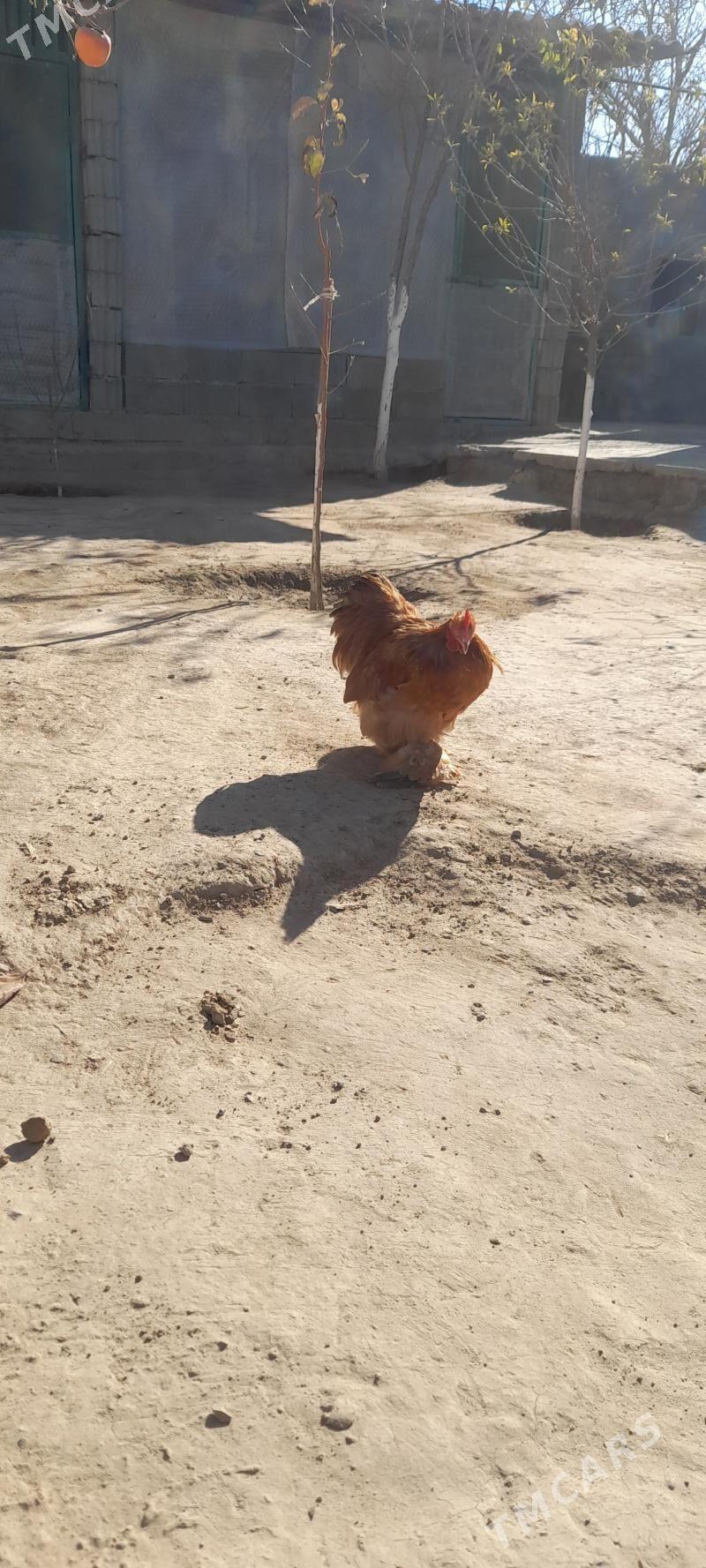 kohin horaz - Aşgabat - img 4