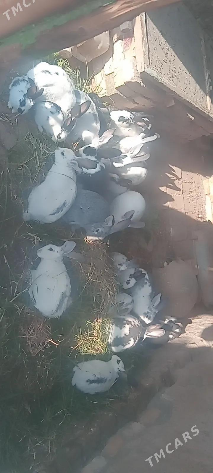 Satlyk Towşan - Saýat - img 3