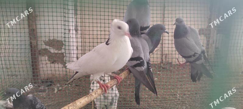 diki kepderler - Огуз хан - img 1